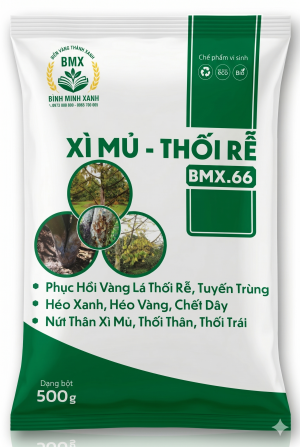 XÌ MỦ - THỐI RỄ BMX.66 – Chế Phẩm Vi Sinh Phục Hồi Rễ, Hạn Chế Xì Mủ Hiệu Quả