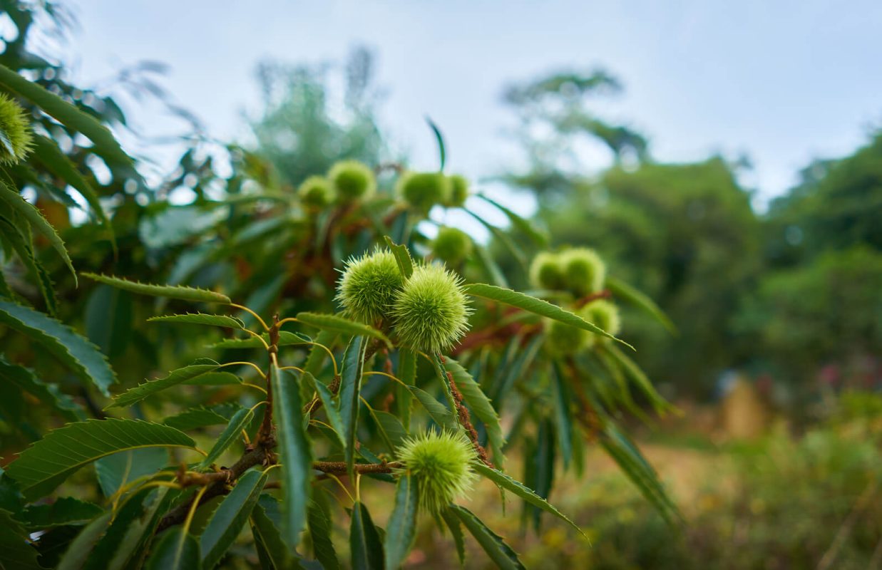 Closeup shot sweet chestnuts growing tree sunlight (1)