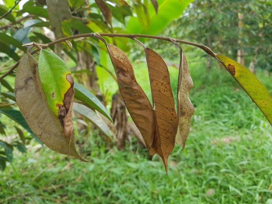 Sau rieng bi kho dot do nam rhitozonia solani kimnonggoldstar vn