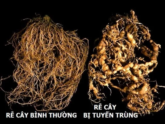 Re bi tuyen trung 730c3025 5318 4f21 adf1 16c1e45a3d8c