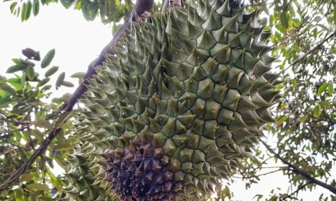 Sau rieng bi nam trai nguyen nhan bien phap phong tru 1 667x400 (1)