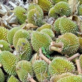 Sau rieng rung trai non va gap mua nhieu phai lam sao kimnonggoldstar vn