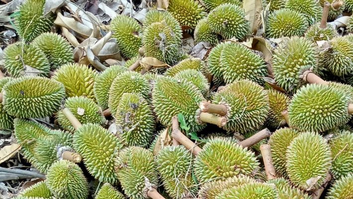 Sau rieng rung trai non va gap mua nhieu phai lam sao kimnonggoldstar vn